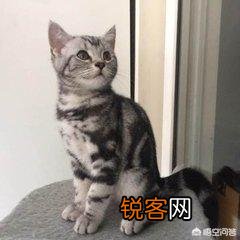 什么猫最好养？