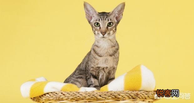 什么猫最好养？