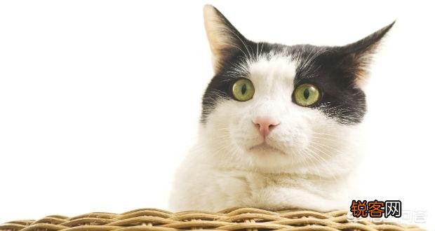 什么猫最好养？