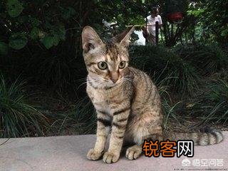什么猫最好养？