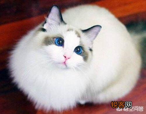 什么猫最好养？