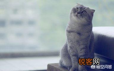 什么猫最好养？