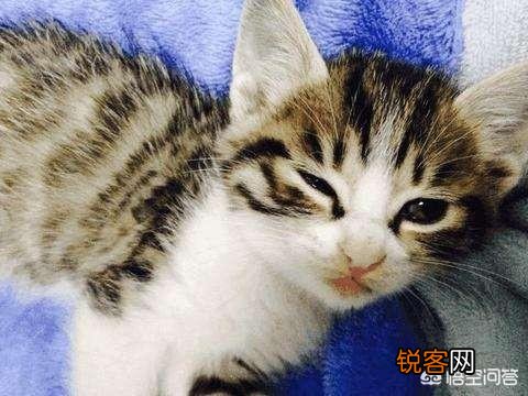 什么猫最好养？