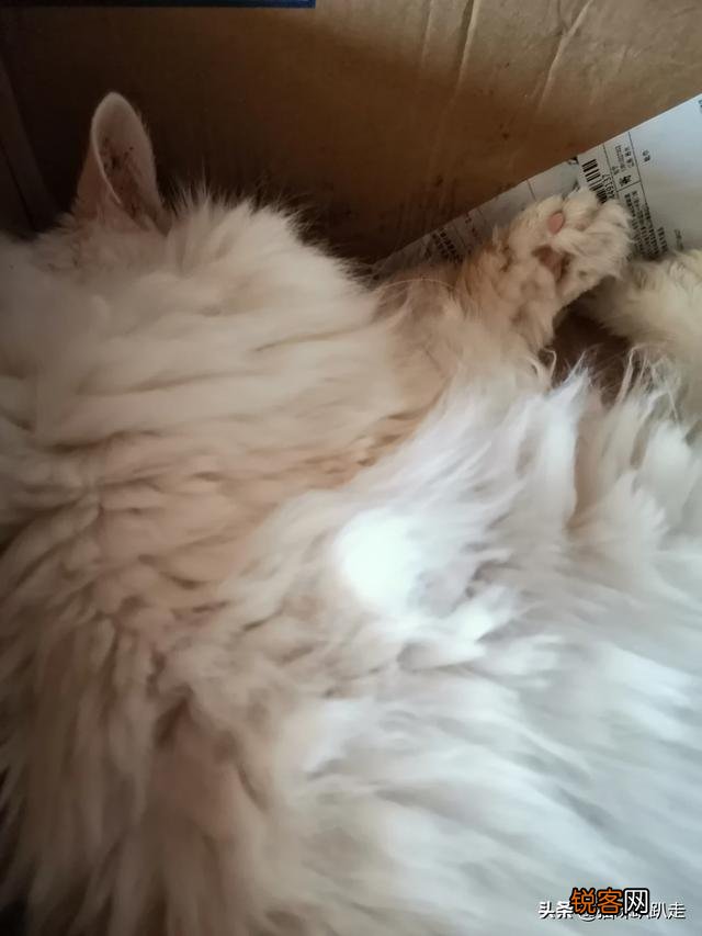 什么猫好看？