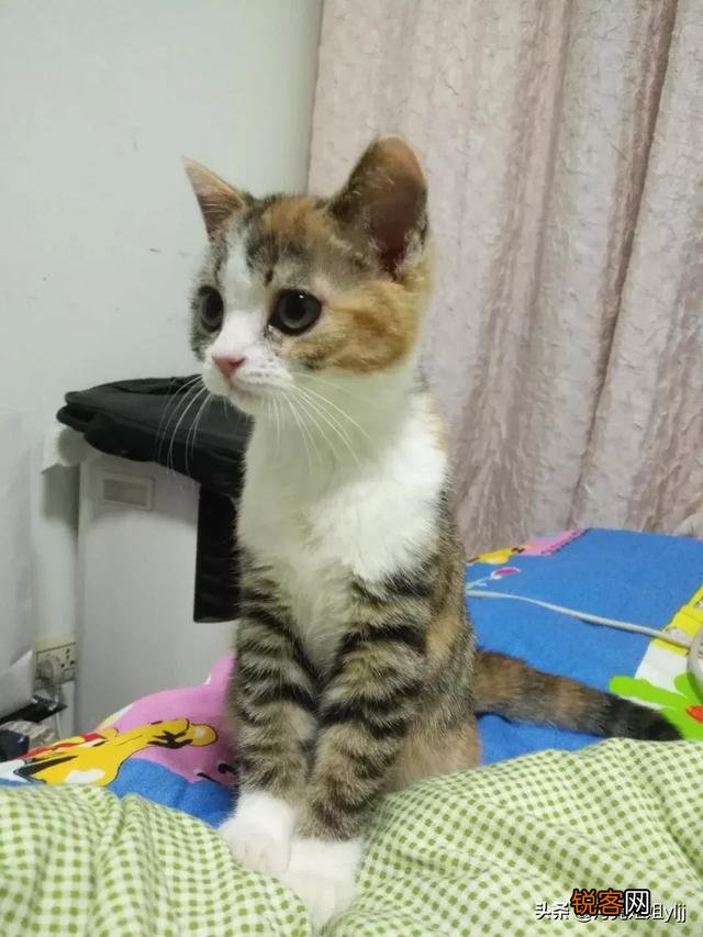 什么猫好看？