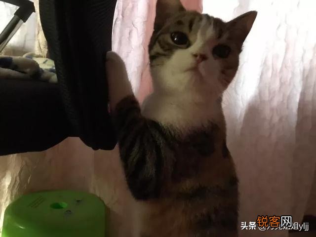 什么猫好看？