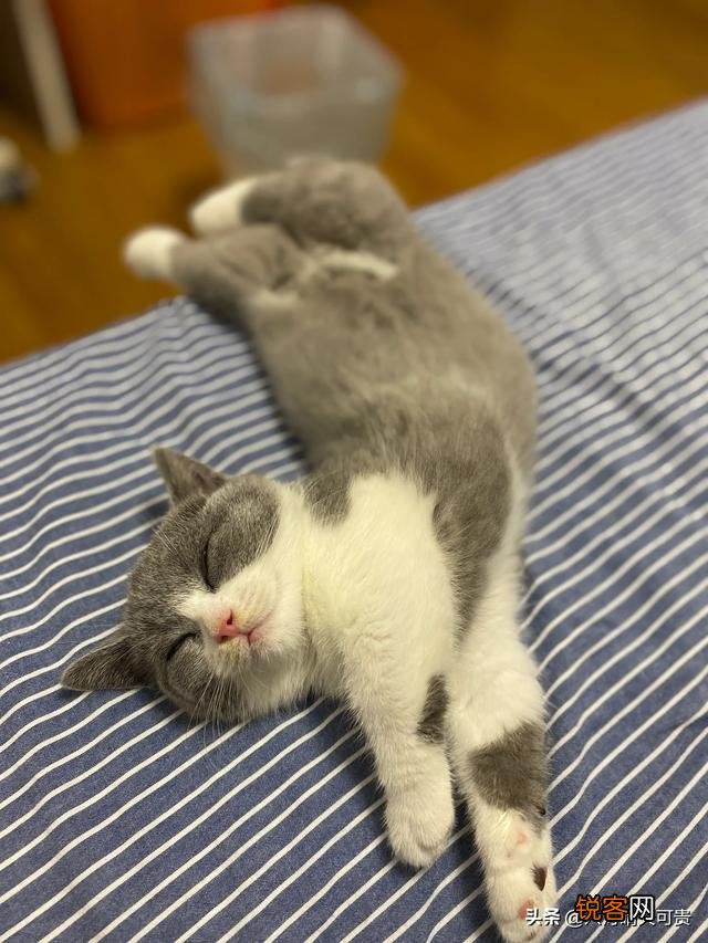 什么猫好看？