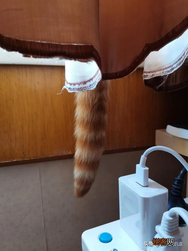 什么猫好看？