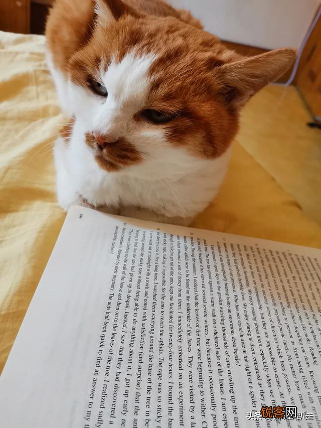 什么猫好看？