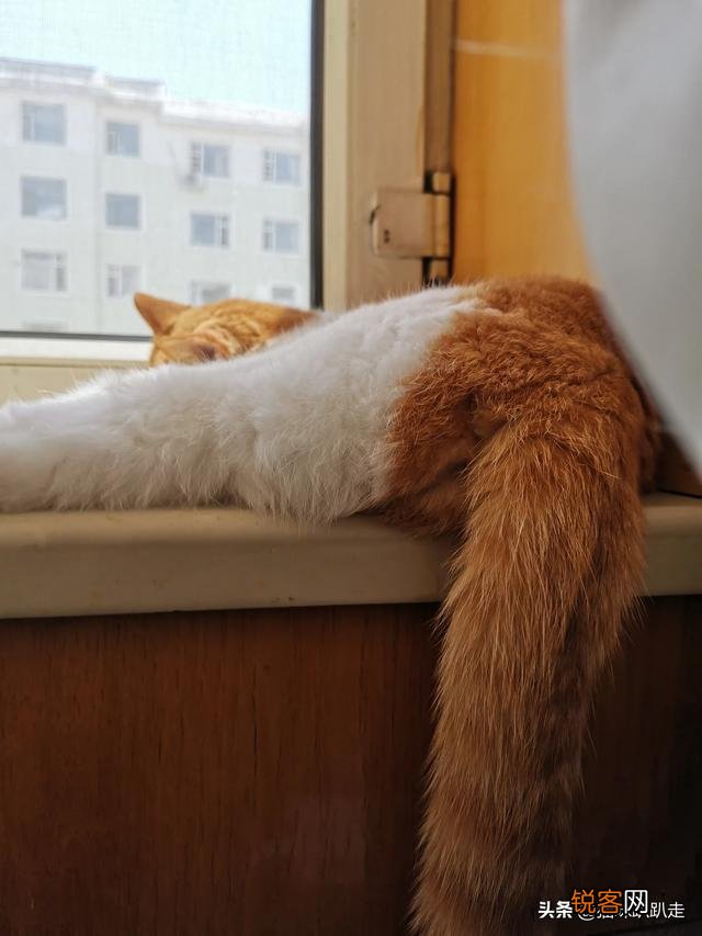 什么猫好看？