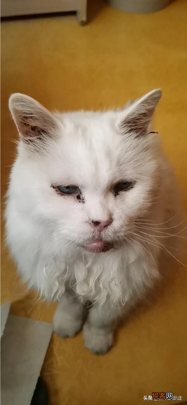 什么猫好看？