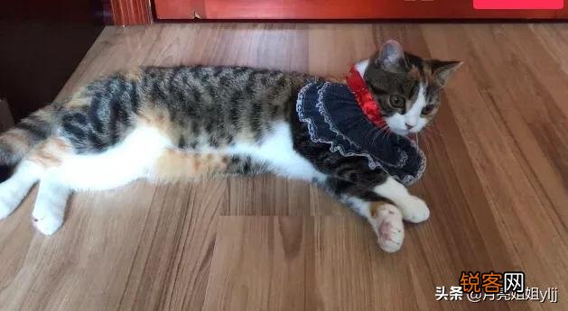 什么猫好看？