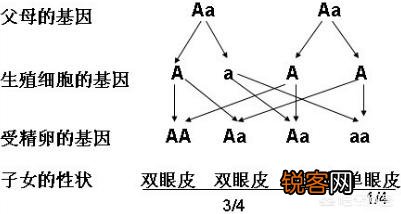 有哪些明星小时候平平无奇,长大却惊为天人？