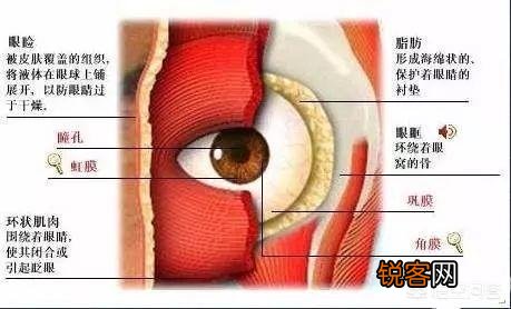 有哪些明星小时候平平无奇,长大却惊为天人？
