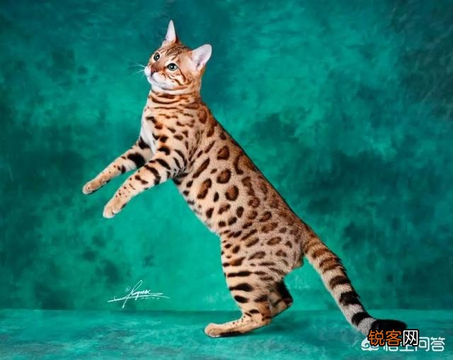 如何看待豹猫呢？