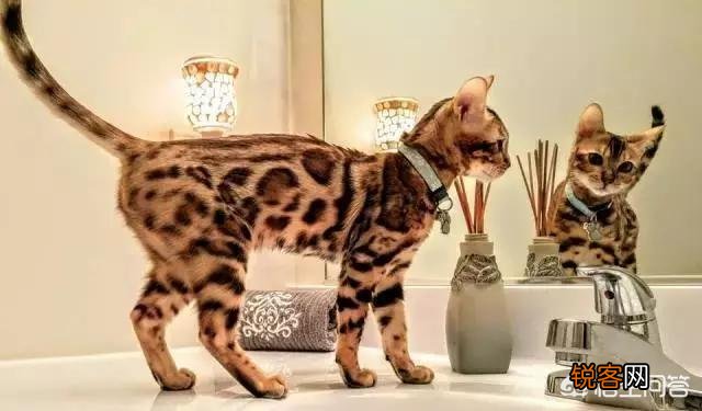 如何看待豹猫呢？