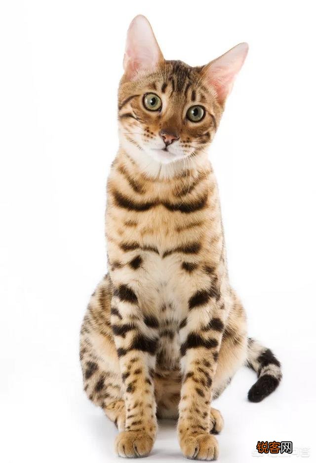 如何看待豹猫呢？