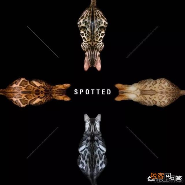 如何看待豹猫呢？