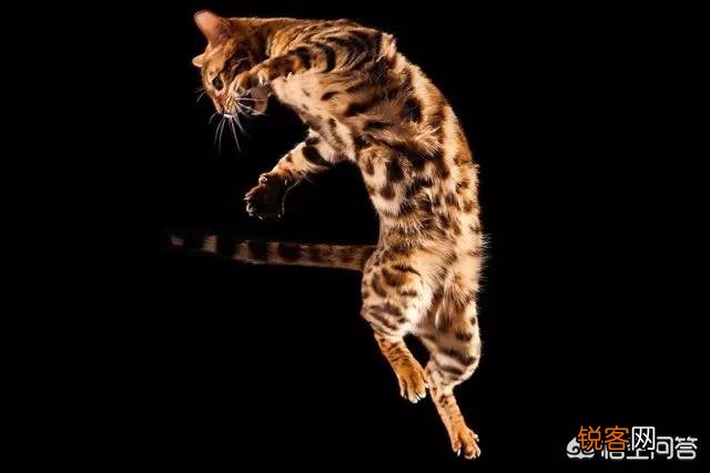 如何看待豹猫呢？