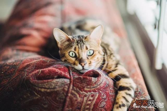 如何看待豹猫呢？