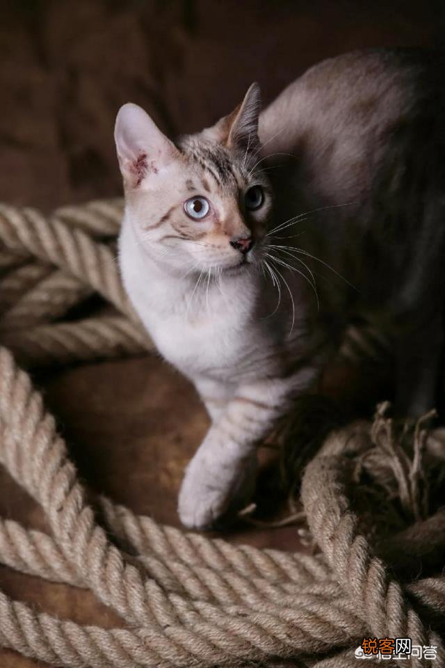 如何看待豹猫呢？