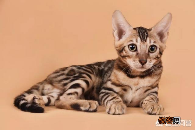 如何看待豹猫呢？