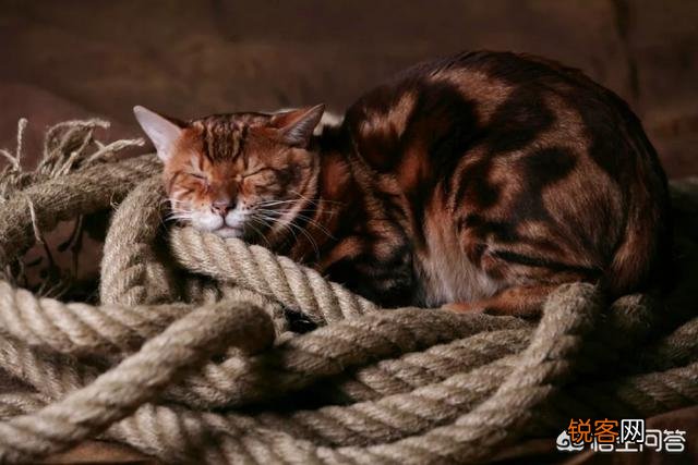 如何看待豹猫呢？