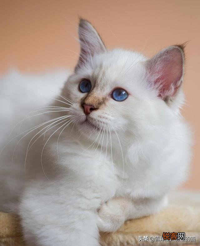 养土猫会遭人嫌弃吗？难道只有名猫才值得去养吗？