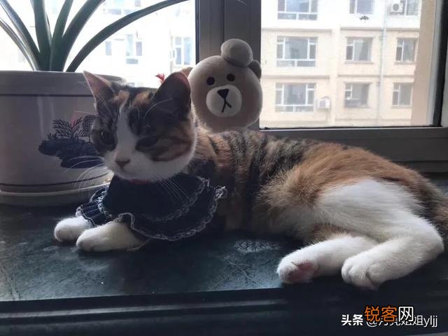 养土猫会遭人嫌弃吗？难道只有名猫才值得去养吗？