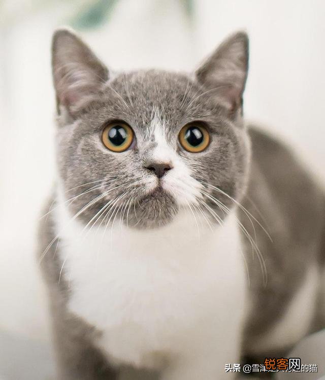 养土猫会遭人嫌弃吗？难道只有名猫才值得去养吗？