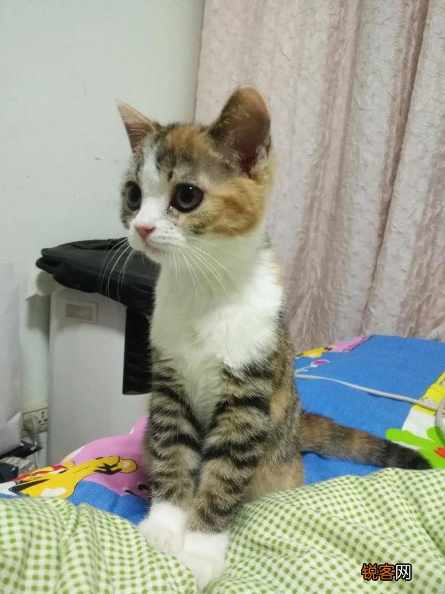 养土猫会遭人嫌弃吗？难道只有名猫才值得去养吗？