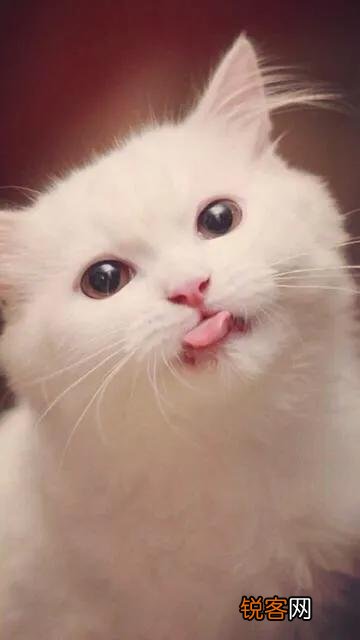 养土猫会遭人嫌弃吗？难道只有名猫才值得去养吗？