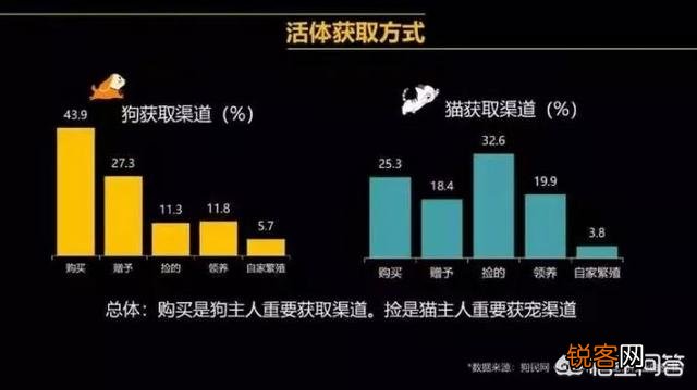 养土猫会遭人嫌弃吗？难道只有名猫才值得去养吗？