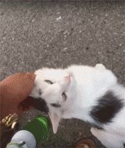 养土猫会遭人嫌弃吗？难道只有名猫才值得去养吗？