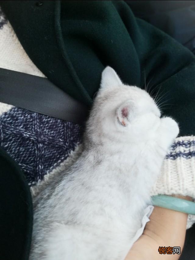 银渐层猫多少钱一只？