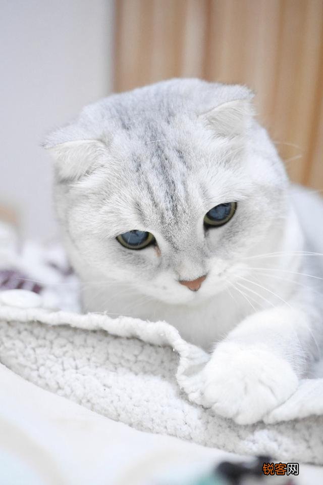银渐层猫多少钱一只？