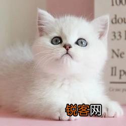银渐层猫多少钱一只？