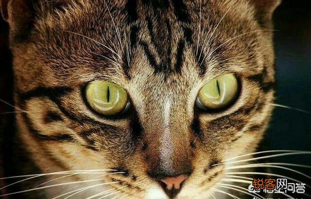 狸花猫有国外的宠物猫聪明吗？为什么？