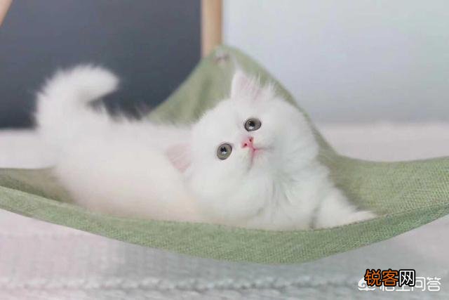 养殖宠物猫犬做宠物用品生意怎么样？前景如何？怎么样能快速占领市场？