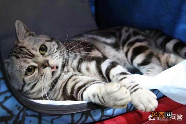 养殖宠物猫犬做宠物用品生意怎么样？前景如何？怎么样能快速占领市场？