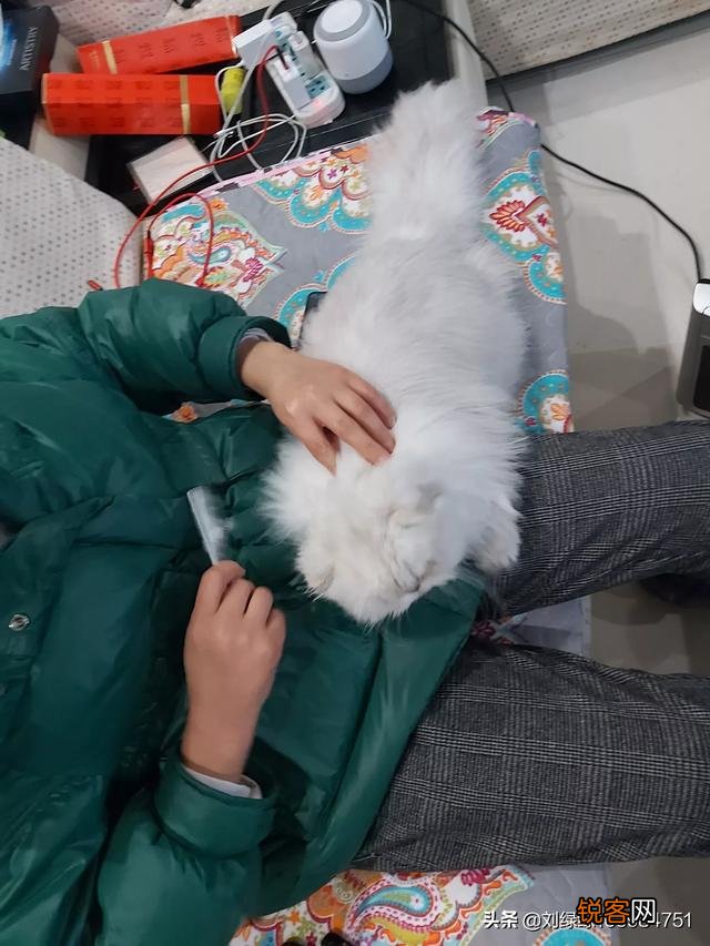 哪种猫咪比较温顺听话？
