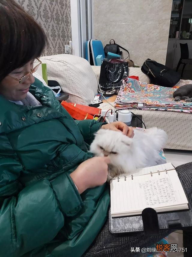 哪种猫咪比较温顺听话？