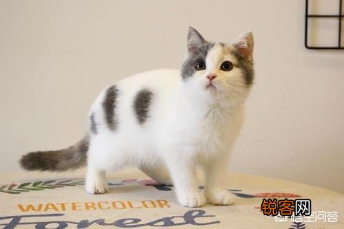 哪些猫咪的体质好？