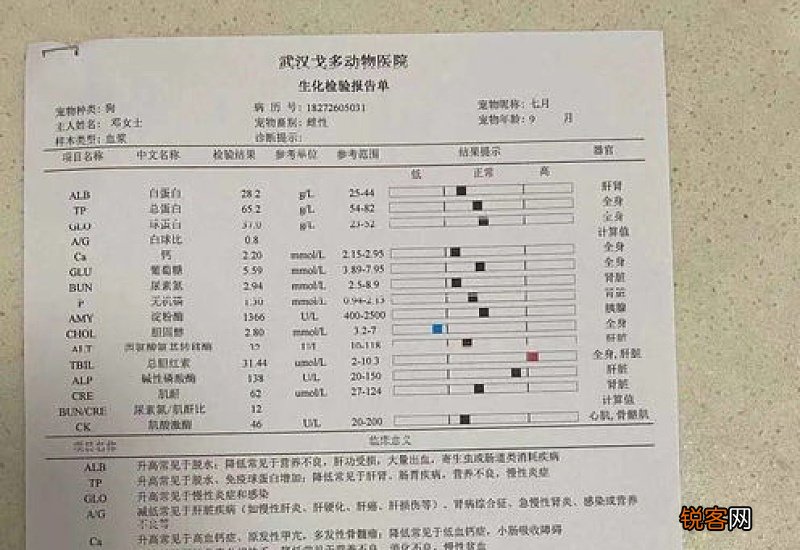 狗胰腺炎怎么确诊