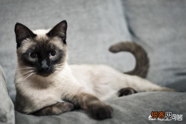 猫咪智商排名前五位是哪几种猫咪？