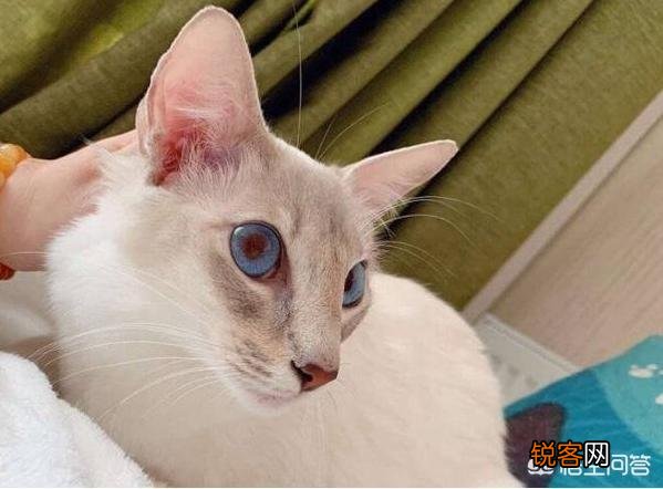 猫咪智商排名前五位是哪几种猫咪？