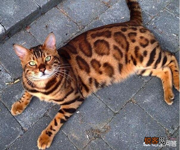 猫咪智商排名前五位是哪几种猫咪？