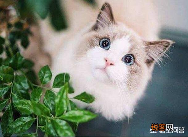 猫咪智商排名前五位是哪几种猫咪？