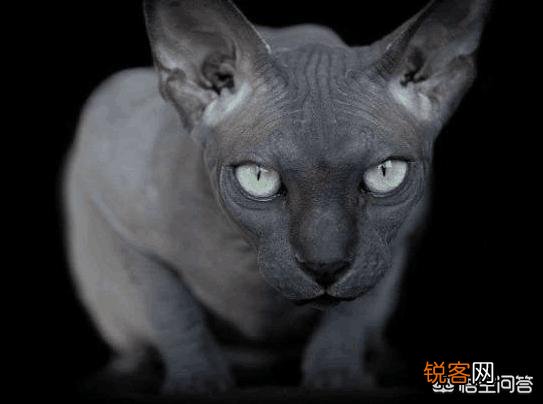 猫咪智商排名前五位是哪几种猫咪？