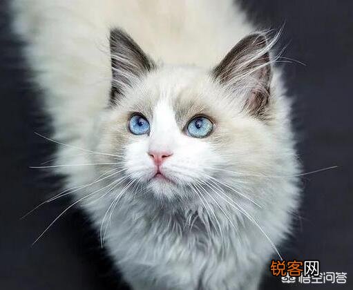 猫咪智商排名前五位是哪几种猫咪？